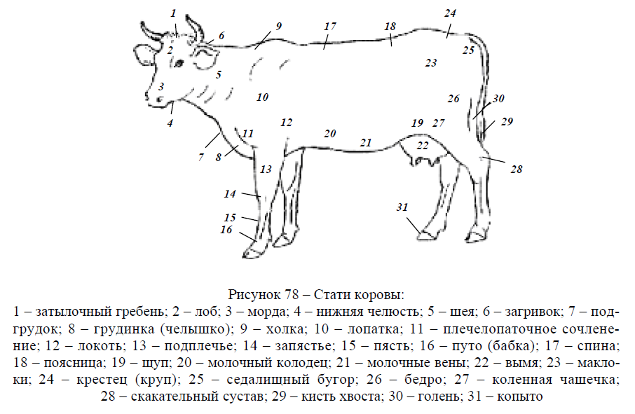 Экстерьер