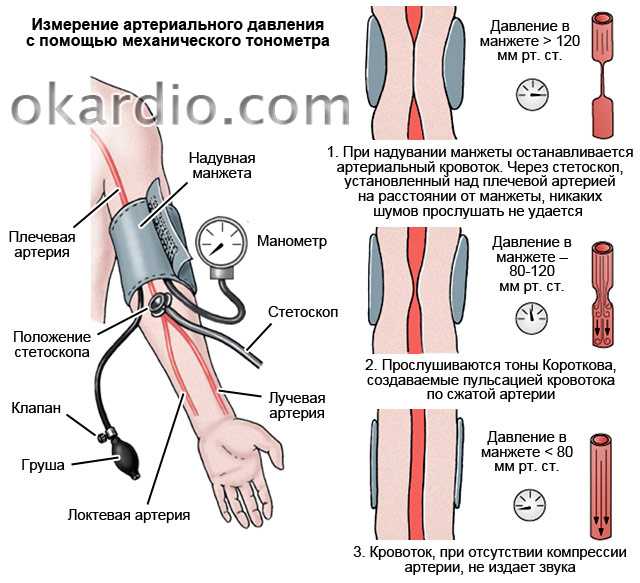 Почему повышен верхнее давление. Измерение систолического артериального давления. Измерение систолического и диастолического давления. Методика определения артериального давления. При измерении систолического артериального давления.